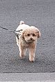 tisdale-pups