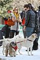 zac-dogs