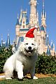 debby-santapaws