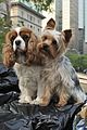 sharpay-dogs
