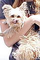 miley-twitter