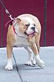 miley-ziggy