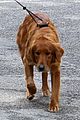 andrew-dogwalk