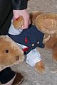 lawrence-bear
