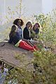 swift-rooftopp