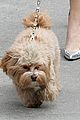 bella-walk