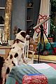 dog-prez