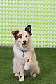 dwab-4th