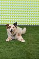 dwab-4th