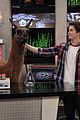 rats-llama