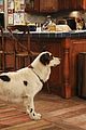 dog-howimet