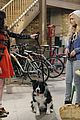 iddi-dogdate