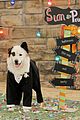 dog-holt