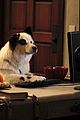 dog-holt