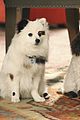 dwab-karl
