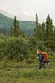 wildlike-poster
