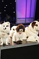 dog-finale