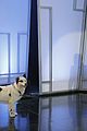 dog-finale