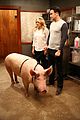 young-pig