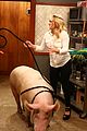 young-pig