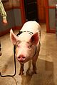 young-pig