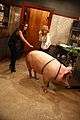 young-pig