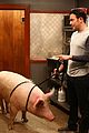 young-pig