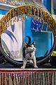 kitten-bowl