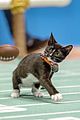 kitten-bowl