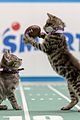 kitten-bowl