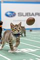 kitten-bowl