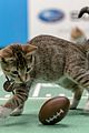 kitten-bowl