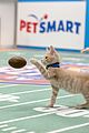 kitten-bowl