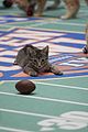kitten-bowl