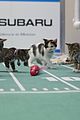 kitten-bowl