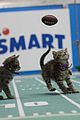 kitten-bowl