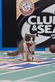 kitten-bowl