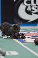 kitten-bowl