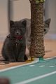 kitten-bowl