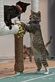 kitten-bowl