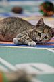 kitten-bowl