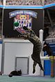 kitten-bowl