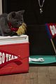 kitten-bowl
