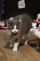 kitten-bowl