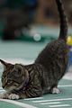 kitten-bowl