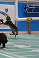 kitten-bowl