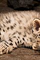 china-leopards