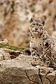 china-leopards