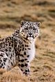 china-leopards