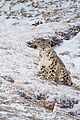china-leopards